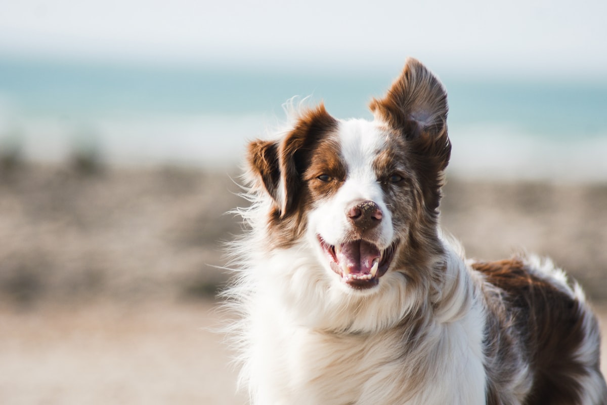 A friendly golden retriever looking at the camera